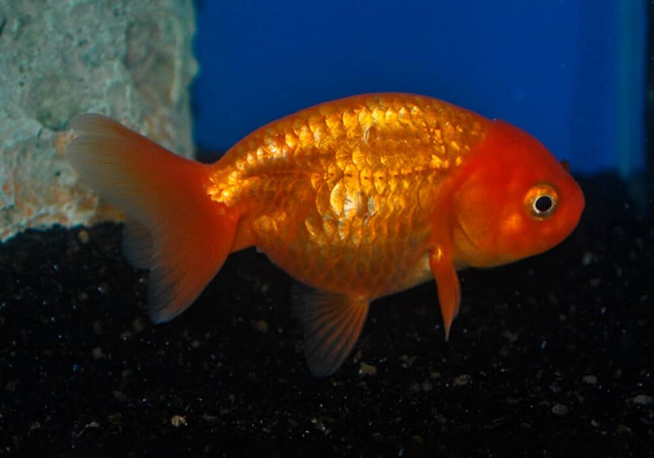 Carassius auratus auratus (Linnaeus, 1758)